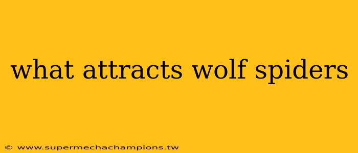 what attracts wolf spiders