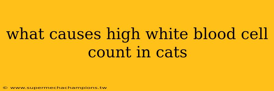 what causes high white blood cell count in cats