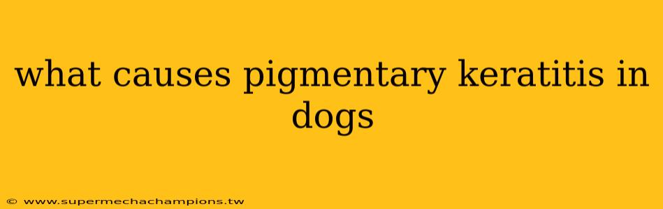 what causes pigmentary keratitis in dogs