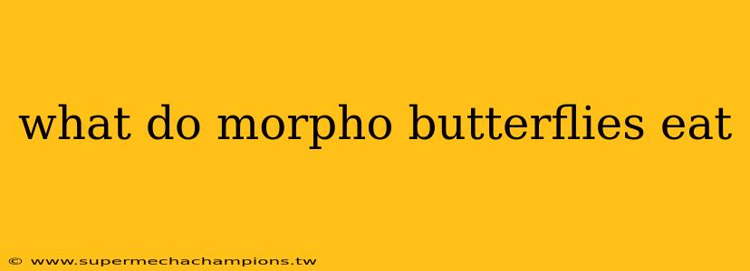 what do morpho butterflies eat