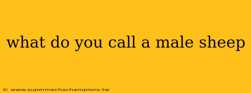 what do you call a male sheep