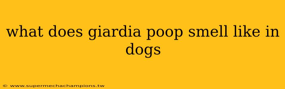 what does giardia poop smell like in dogs