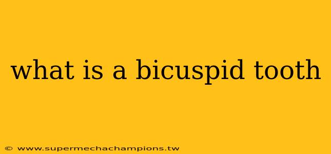 what is a bicuspid tooth