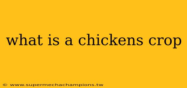 what is a chickens crop