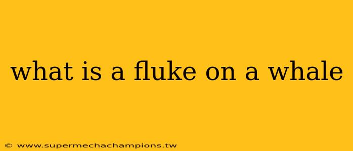 what is a fluke on a whale