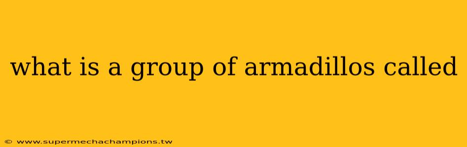 what is a group of armadillos called