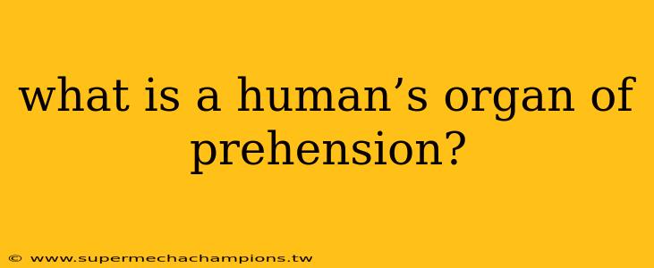 what is a human’s organ of prehension?