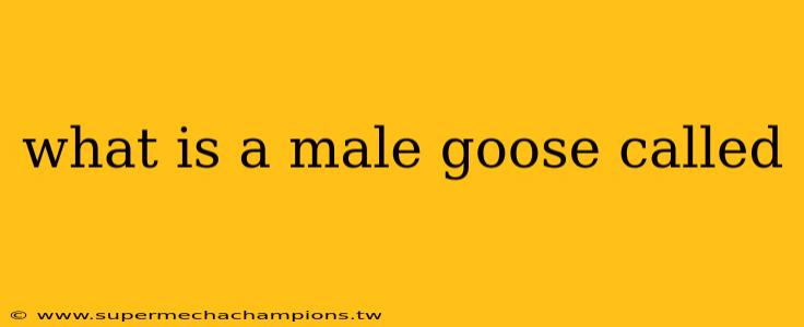 what is a male goose called