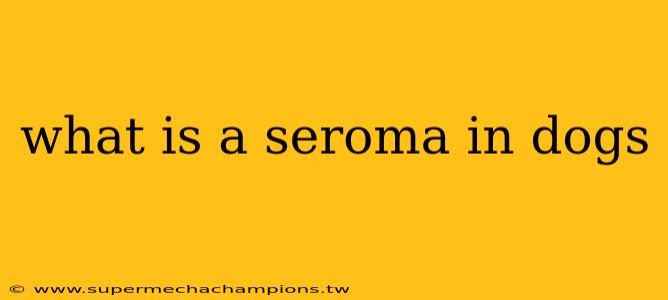 what is a seroma in dogs