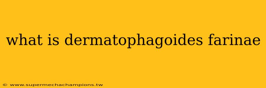 what is dermatophagoides farinae