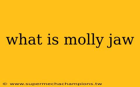 what is molly jaw