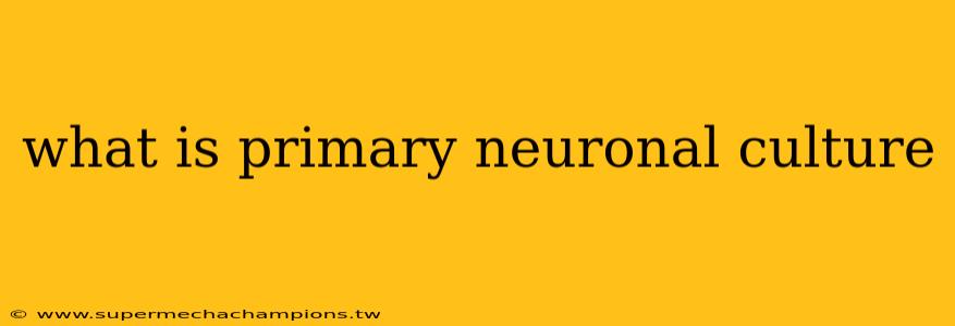 what is primary neuronal culture
