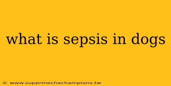 what is sepsis in dogs
