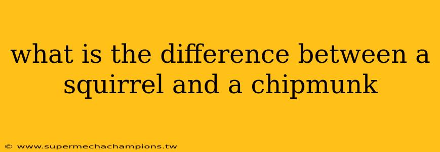 what is the difference between a squirrel and a chipmunk