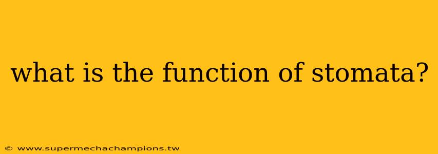 what is the function of stomata?