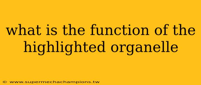what is the function of the highlighted organelle