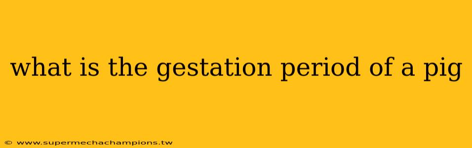 what is the gestation period of a pig