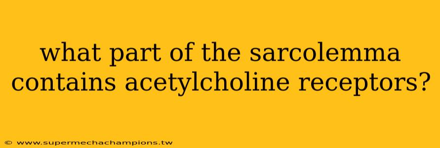 what part of the sarcolemma contains acetylcholine receptors?
