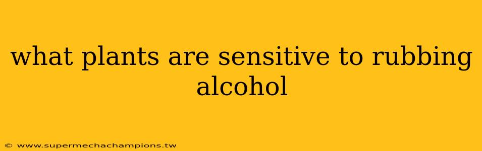 what plants are sensitive to rubbing alcohol