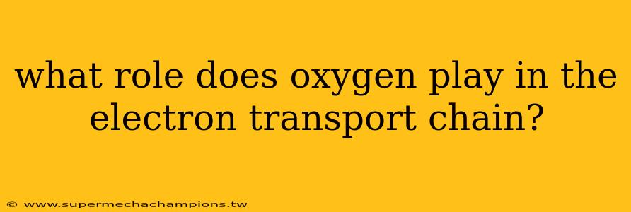 what role does oxygen play in the electron transport chain?