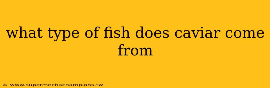 what type of fish does caviar come from