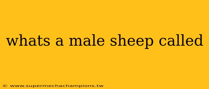 whats a male sheep called