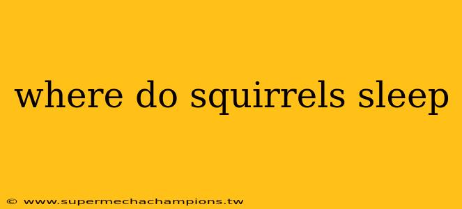 where do squirrels sleep