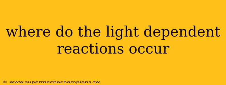 where do the light dependent reactions occur