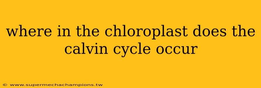 where in the chloroplast does the calvin cycle occur