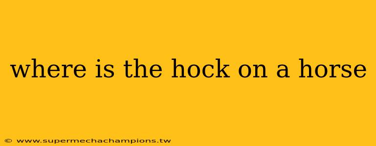 where is the hock on a horse