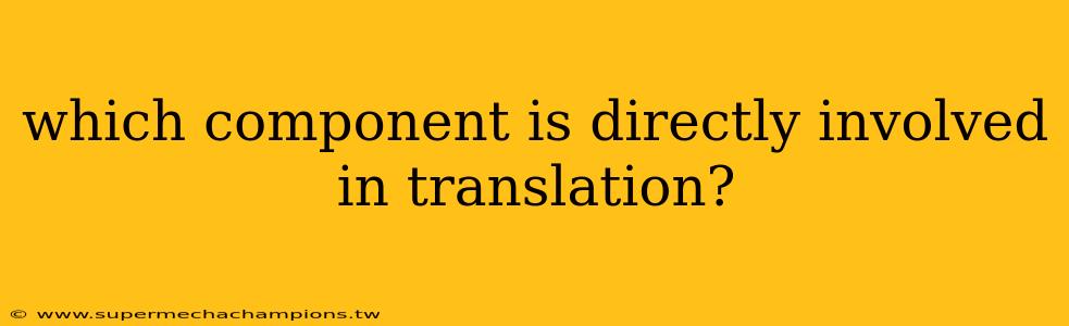 which component is directly involved in translation?