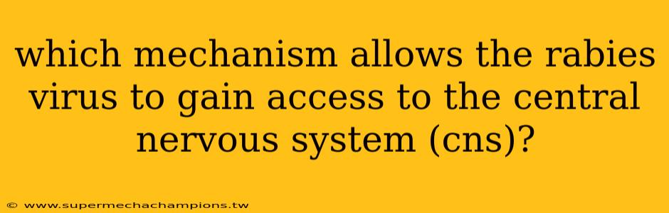 which mechanism allows the rabies virus to gain access to the central nervous system (cns)?