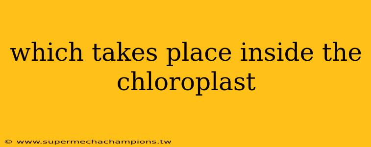 which takes place inside the chloroplast