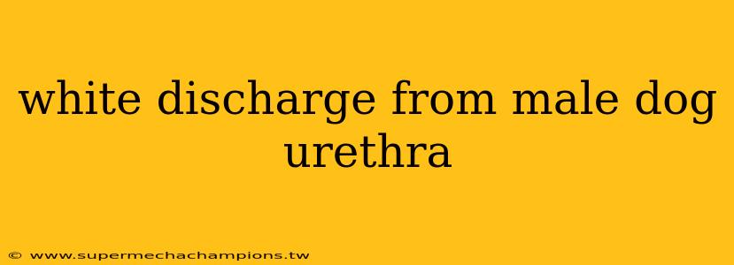 white discharge from male dog urethra