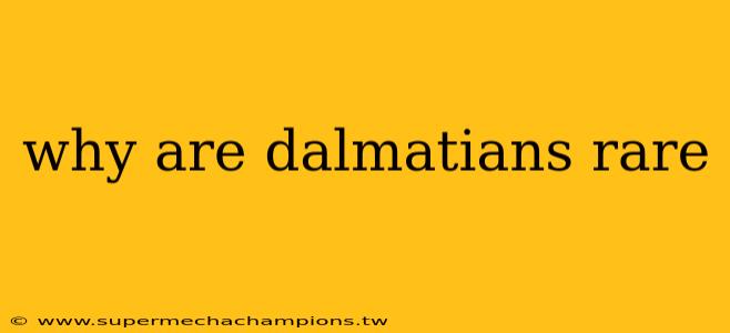 why are dalmatians rare