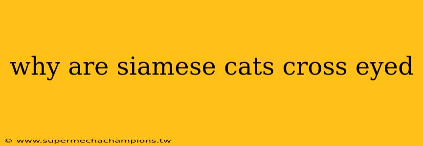 why are siamese cats cross eyed