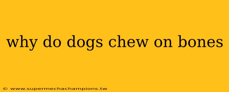 why do dogs chew on bones
