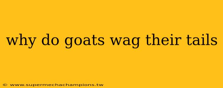 why do goats wag their tails
