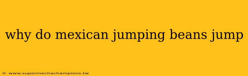 why do mexican jumping beans jump