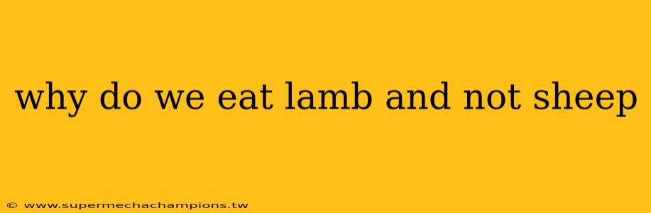 why do we eat lamb and not sheep