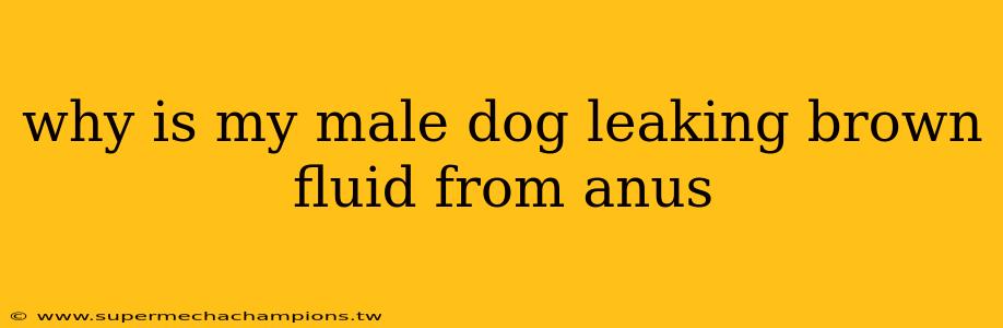 why is my male dog leaking brown fluid from anus