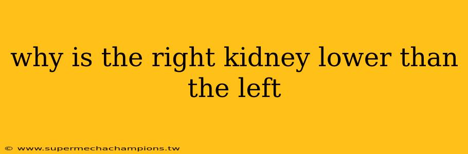 why is the right kidney lower than the left