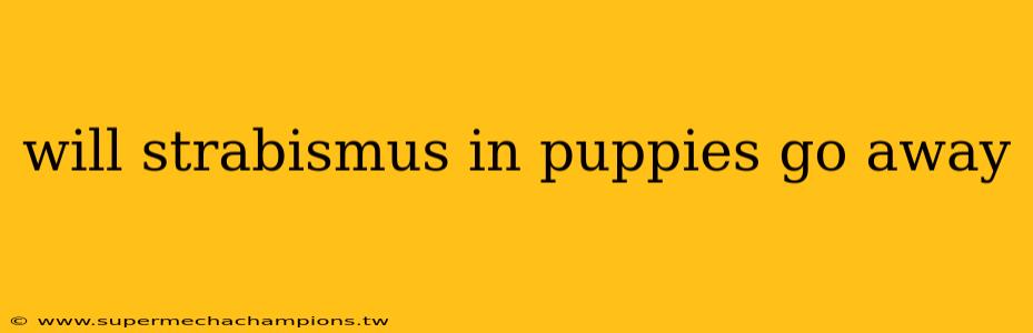 will strabismus in puppies go away