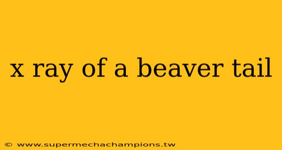 x ray of a beaver tail